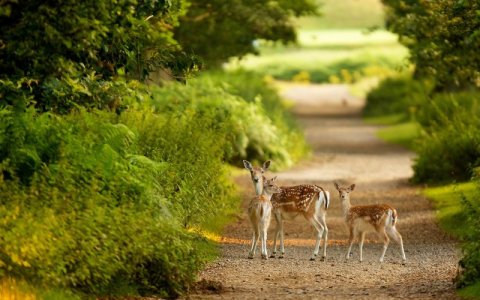 deer nf.jpg