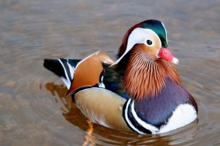 duck.jpg