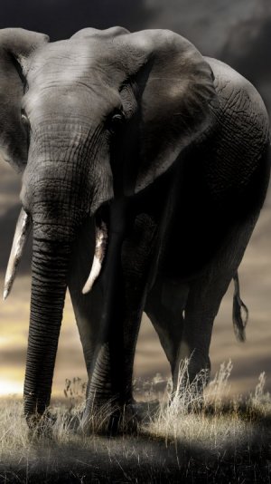 elephant-2160x3840-sunset-savanna-clouds-4561.jpg