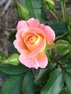 IMG_0993.JPG