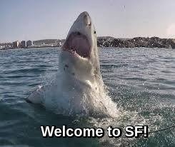 welcomeshark.jpg