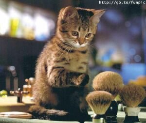 cat & brushes.jpg