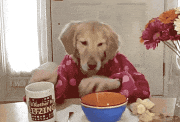BlushingPettyIcterinewarbler-max-1mb.gif