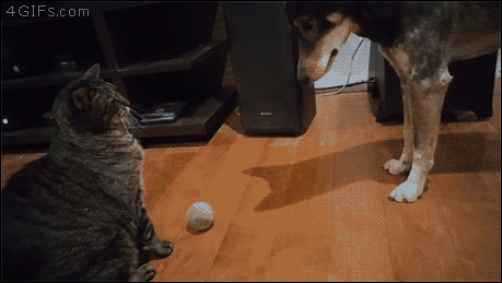 Cat-wont-let-dog-have-ball.gif