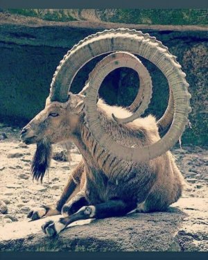 ram.jpg