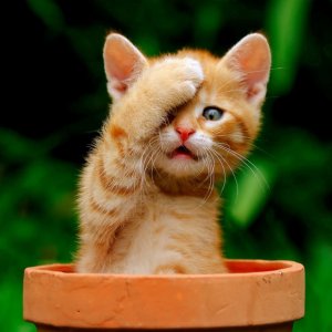 cat distress.jpg