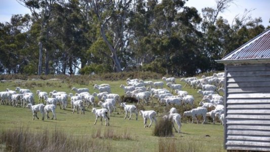 sheep.jpg sheep.jpg