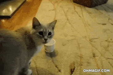 9dc00c634da348cac299a9653448dca1.gif