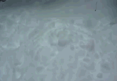 For Feb 2019 21.gif