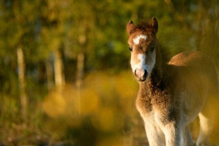 THe-New-Forest-Pony.jpg