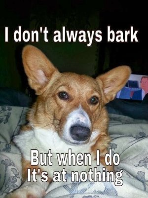 Top Twenty Ways for Corgis to Spend a Snowed-In Snow Day! - The Daily Corgi.jpeg