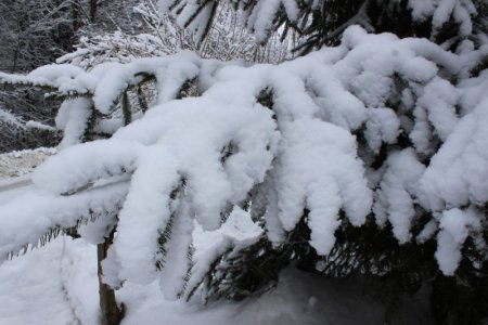branches.JPG