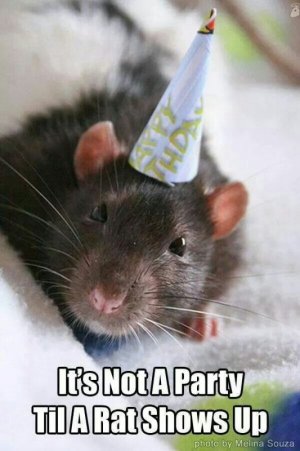 Party rat.jpeg