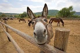 donkey.jpg