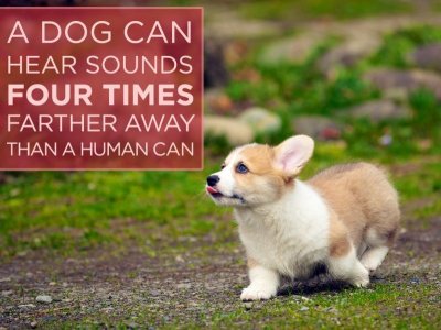 11 Fascinating Facts You Never Knew About Dogs.jpeg