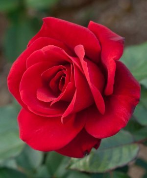 rose red 12.jpg rose red 12.jpg