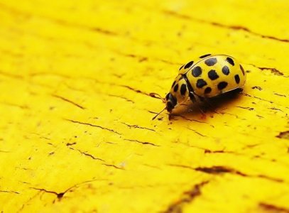 Yellow-5.jpg
