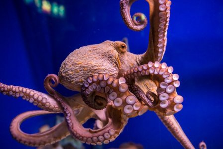 octopus-in-water.jpg