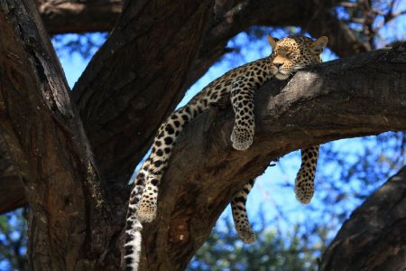 cheetah.jpg
