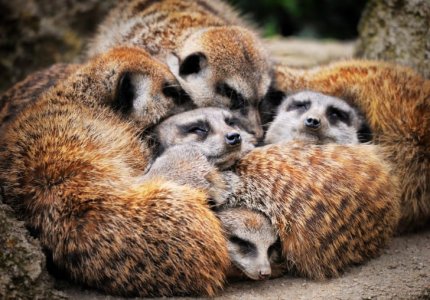 opossums.jpg