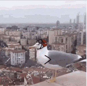 Seagul.gif