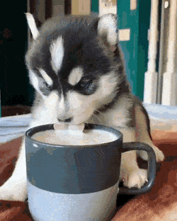 Huskycoff.gif