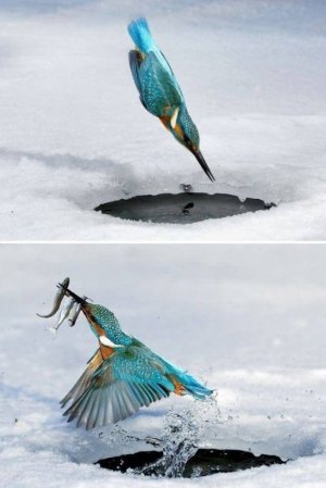 bird.jpg