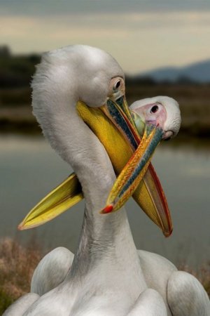 PELICANS.jpg