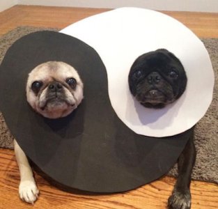 Yin and Yang @.jpg