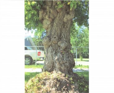 Big Grandpa of an old tree - it's been around.jpg