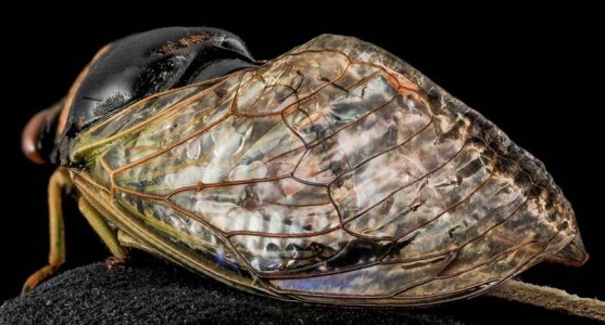 cicada wing.jpg cicada wing.jpg