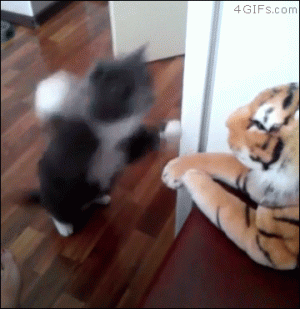 Cat-slaps-stuffed-toy-tiger.gif