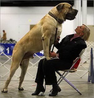 World's Largest Dog - Zorba the Engish Mastiff 01_resize.jpg