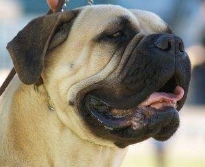 65433-300x245-Mastiff.jpg