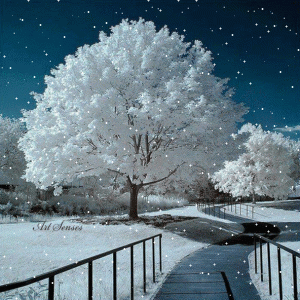 snowywhitetree.gif