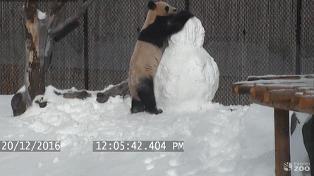 snowpandaonsnowman.gif