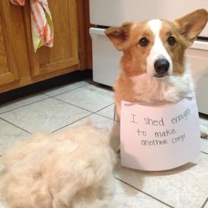 20 Of The Internet's Goofiest, Doofiest Dog Photos Of All Time.jpeg