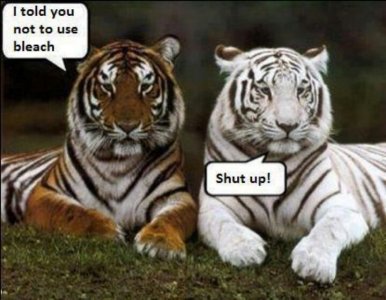 tigers.jpg