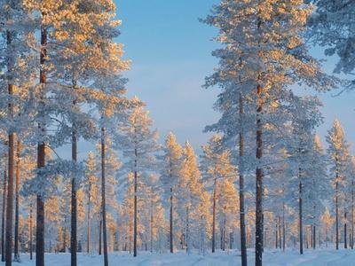 bruno-ehrs-snow-covered-forest_u-l-pzl8en0.jpg