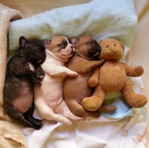 funny-puppies-sleep-cute.jpg