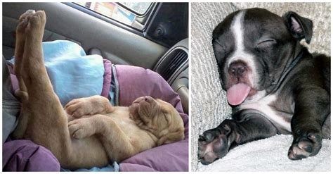 dogsleep.jpg