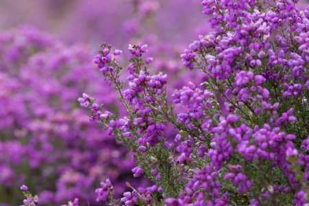 Heather-in-bloom.jpg