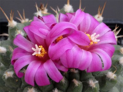 The most beautiful cactus flowers (4).jpg