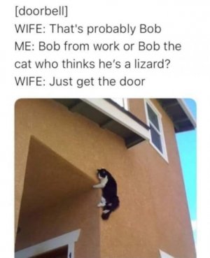 bobcat2.jpg