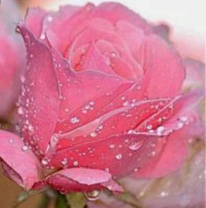 pink rose dew.jpg