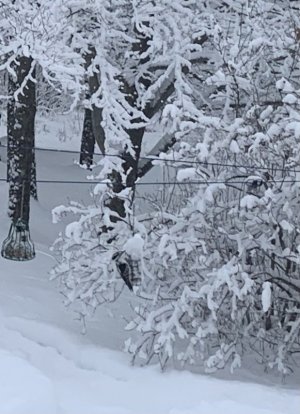 E938375F-6066-470D-81CC-0A5263382E90.jpeg
