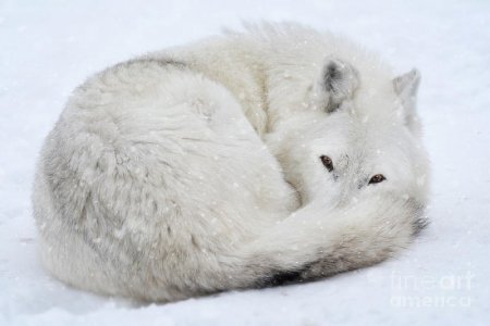 winter-snow-wolf-wildlife-fine-art.jpg