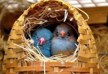 Nesting @.jpg