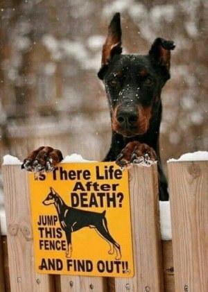 lifeafterdog.jpg