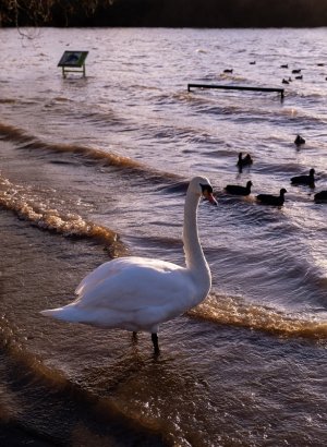 Pennington Flash Flooding 210121-3.jpg